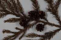 柳杉藏品圖，第3張