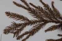 柳杉藏品圖，第4張