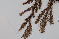 柳杉藏品圖，第5張