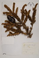 臺灣冷杉藏品圖，第1張