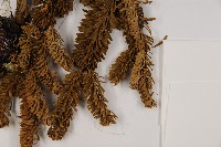 臺灣冷杉藏品圖，第5張