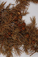 刺柏藏品圖，第3張