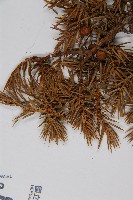 刺柏藏品圖，第4張