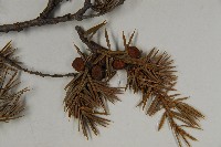 刺柏藏品圖，第3張