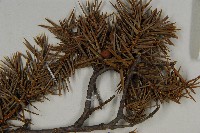 刺柏藏品圖，第4張