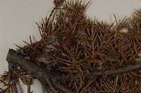 刺柏藏品圖，第5張