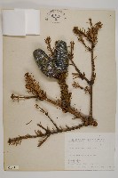 臺灣冷杉藏品圖，第1張