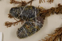 臺灣冷杉藏品圖，第3張