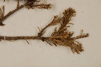 臺灣冷杉藏品圖，第4張