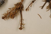 臺灣冷杉藏品圖，第5張