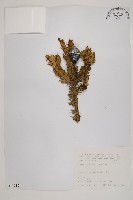 臺灣冷杉藏品圖，第1張