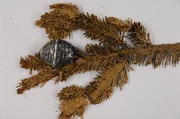 臺灣冷杉藏品圖，第3張