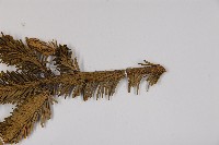 臺灣冷杉藏品圖，第4張