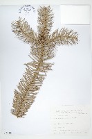 杉木藏品圖，第1張