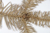 杉木藏品圖，第3張