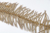 杉木藏品圖，第4張