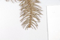 杉木藏品圖，第5張