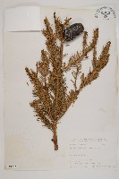 臺灣冷杉藏品圖，第1張