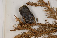 臺灣冷杉藏品圖，第3張