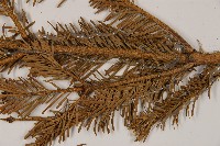 臺灣冷杉藏品圖，第4張