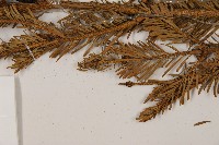 臺灣冷杉藏品圖，第6張