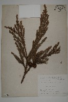 柳杉藏品圖，第1張