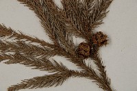 柳杉藏品圖，第3張