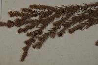 柳杉藏品圖，第4張