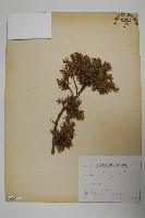 刺柏藏品圖，第1張