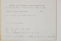 刺柏藏品圖，第2張