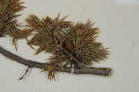 刺柏藏品圖，第3張