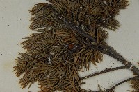 刺柏藏品圖，第4張