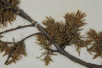 刺柏藏品圖，第5張