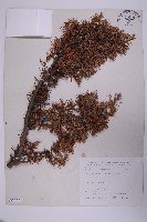 刺柏藏品圖，第1張