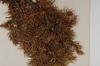 刺柏藏品圖，第3張