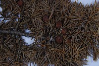 刺柏藏品圖，第3張