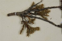 香青藏品圖，第3張