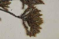 香青藏品圖，第4張