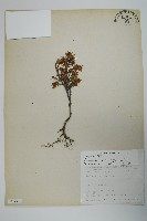 刺柏藏品圖，第1張