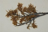 刺柏藏品圖，第3張