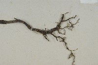 刺柏藏品圖，第4張