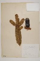 臺灣冷杉藏品圖，第1張