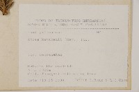 臺灣冷杉藏品圖，第2張