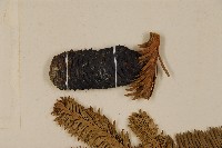 臺灣冷杉藏品圖，第3張