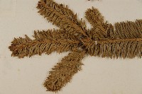 臺灣冷杉藏品圖，第4張