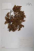 刺柏藏品圖，第1張