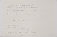 刺柏藏品圖，第2張