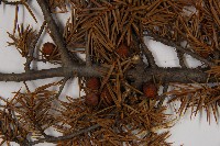 刺柏藏品圖，第3張