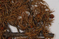 刺柏藏品圖，第4張