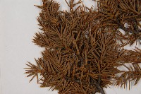 刺柏藏品圖，第5張